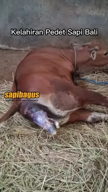 Kelahiran-Pedet-Sapi-Bali-